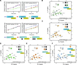 Multi‑panel figure showing hydrogen–deuterium exchange data and methyl TROSY NMR spectra for UCH37 complexes. Panel A: Line plots comparing deuterium uptake over time for UCH37 peptides from residues 115–125 and residues 200–218, shown for the C88A complex and the C88A/F117A complex. Panels B–F: 2D 1H–13C methyl TROSY spectra highlighting Ile methyl resonances. Each panel compares free ubiquitin species (gray peaks) with ubiquitin bound to either the C88A complex or the F117A complex, shown in color. Panels B and C show proximal and distal subunits of K48 di‑ubiquitin; panels D and E show the same comparisons for the F117A complex; panel F shows mono‑ubiquitin bound to each complex.