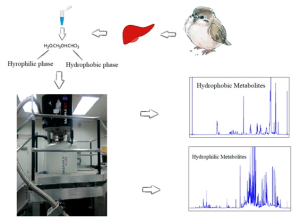 Diagram illustrating an NMR metabolomics workflow for liver tissue. On the left, a tube shows extraction with methanol, chloroform, and water, leading to hydrophilic and hydrophobic phases. An image of a liver and a small bird indicates the tissue source. Below, a photo of an NMR spectrometer represents sample analysis. On the right, two blue NMR spectra are shown: the upper spectrum labeled “Hydrophobic Metabolites” and the lower spectrum labeled “Hydrophilic Metabolites.”